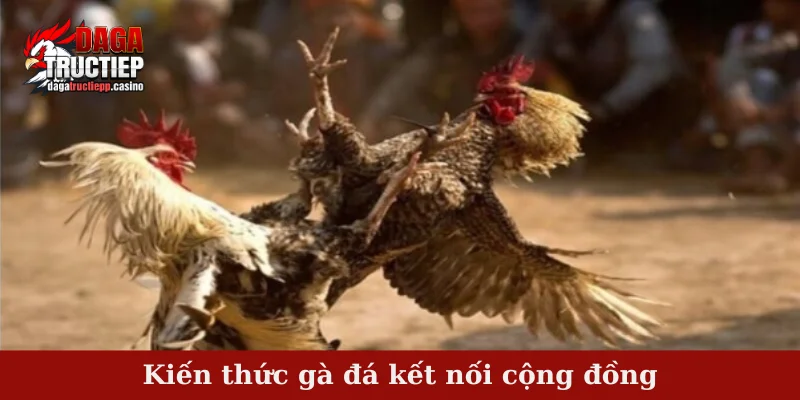 Kiến thức gà đá kết nối cộng đồng