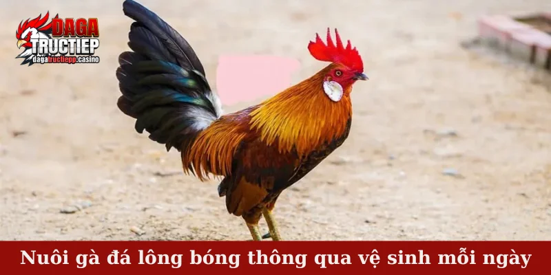 Nuôi gà đá lông bóng thông qua vệ sinh mỗi ngày