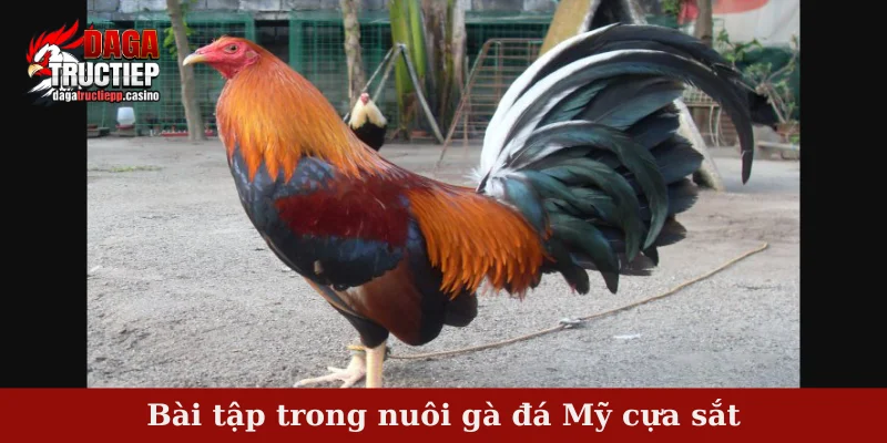 Bài tập trong nuôi gà đá Mỹ cựa sắt