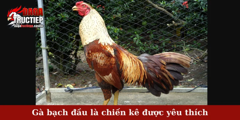Gà bạch đầu là chiến kê được yêu thích