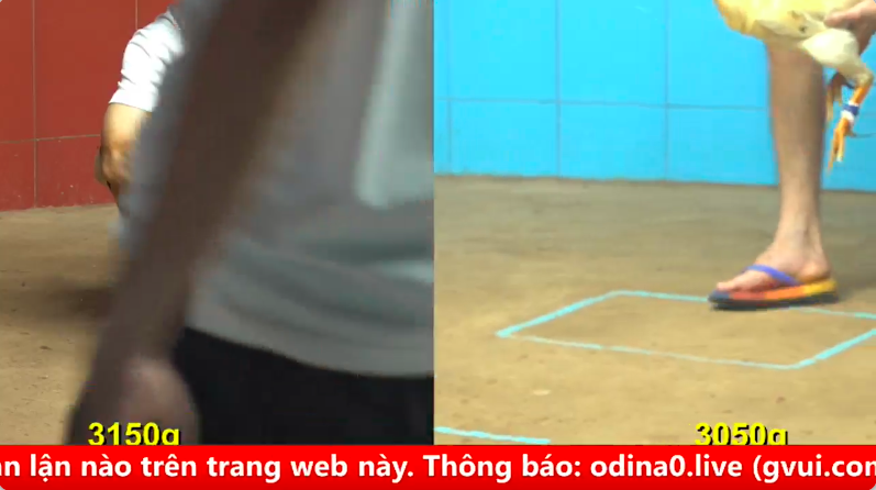 Trận 12 bồ gà c4 ngày 08/09/2025 - Gà Vàng Việt tặng gà Mỹ Lai 2 cây ghim chỗ hiểm 1 4 1