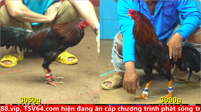 Trận 3 trực tiếp bồ gà cpc 4 ngày 25/09/2025 - Anh Mắm Vũng Tàu vs anh Trung Bến tre xổ 50 1 4 9