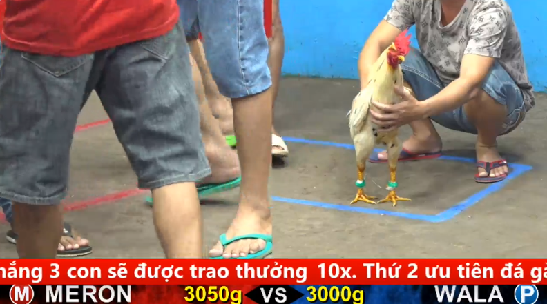 Trận 22 cpc 5 ngày 01/09/2025 Gà Điều đá toàn canh đầu ra chân gà chuối chịu không nổi thua non 1 cpc 5