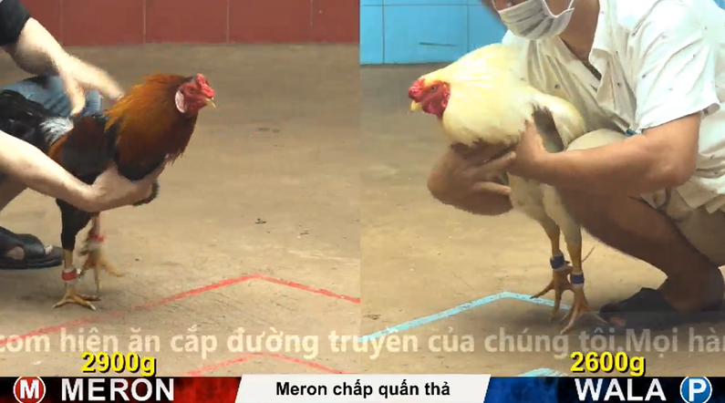 Trận 22 trực tiếp bồ gà cpc 4 ngày 29/10/2025 - Anh Quý Đồng Tháp vs anh Tuấn Cà Mau chồng độ cực hot 1 4 1